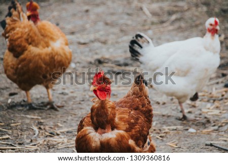 Pic of some rural chickens 
