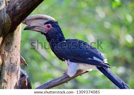 Trumpeter Hornbill Ceratogymna Bucinator Exotic Bird Stock Photo