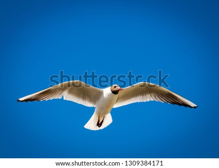 Beautiful gull in the blue sky