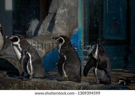 Black, red, and white Humboldt penguins.