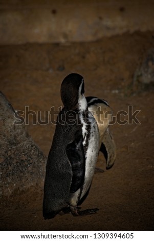 Black, red, and white Humboldt penguins.
