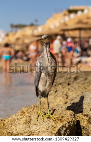 Western reef heron (Egretta gularis) also called the western reef egret. The bird stands on a stone and cleans the plumage on the shore of the red sea. Sharing the beach area with people and animals.