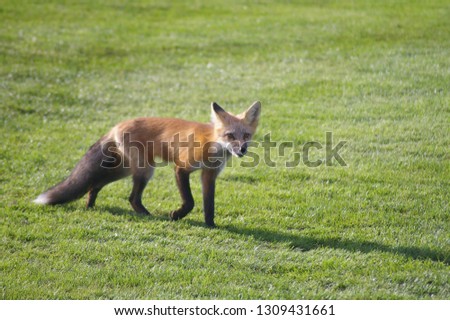 Red Fox prowling on a golf course