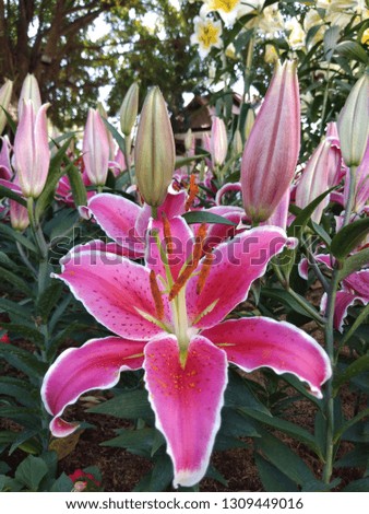 Close up photo of pink lily in the garden with many buds and blooming flowers ,display on flower festival.