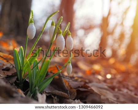 Snowdrop or common snowdrop (Galanthus nivalis) flowers Royalty-Free Stock Photo #1309466092