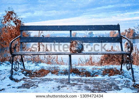 A street tricolor cat sits on a bench in the winter, in the park near the river. A miserable look of an homeless animal  animal in city. 
