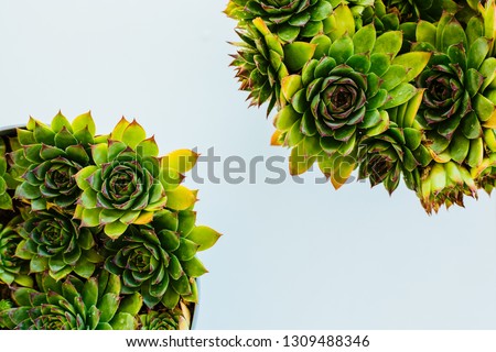 Top view of two pots with succulents on a sunny afternoon. You will love the texture and colors of these Houseleeks. Their genuine name is Sempervivum. White background in the middle.  