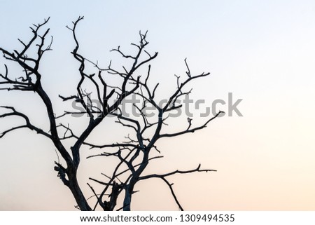 Close-up pictures of trees, silhouettes and dry branches of the sun at dawn in the Thai countryside.