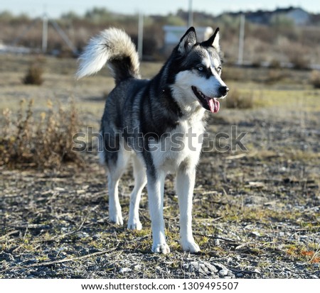 husky siberian in the field