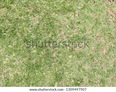 Grass field floor texture for background