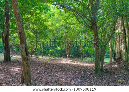 Southeast Asian forest
