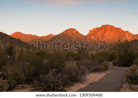 Landscape view during sunset in Saguaro National Park near Tucson, Arizona.
