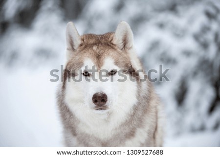 Close-up Portrait of beautiful, prideful and free Siberian Husky dog sitting on the snow in front of fir-tree in the winter enchanting forest