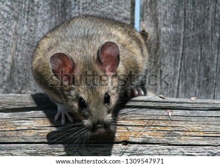 A bushy tailed woodrat sniffs the air in Wyoming Royalty-Free Stock Photo #1309547971
