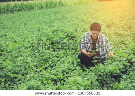 smart farmer using technology in an agriculture field ;man checking by using tablet in farm field
