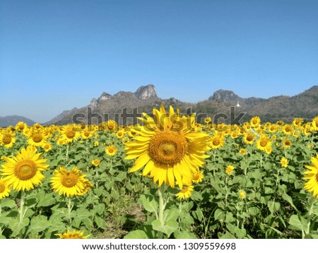 Sunflower field against blue sky with hill background at Khao Chin Lae, Lopburi, Thailand