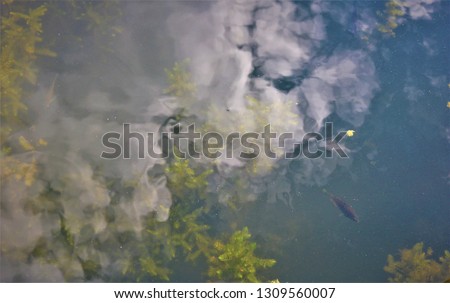 Photo showing the component of nature; living and non-living things. With fish and herbs, the picture want to show the balance of life with the non-living thing like cloud and water.