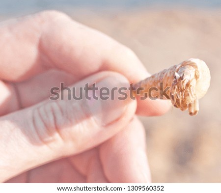 Hermit crab walking along beach with waving sea blurry background.