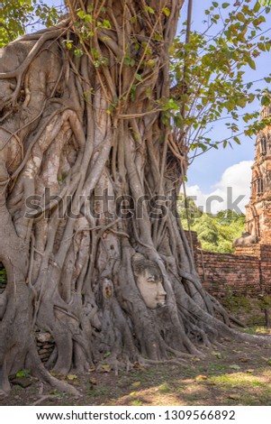 Stone buddha head in tree root.