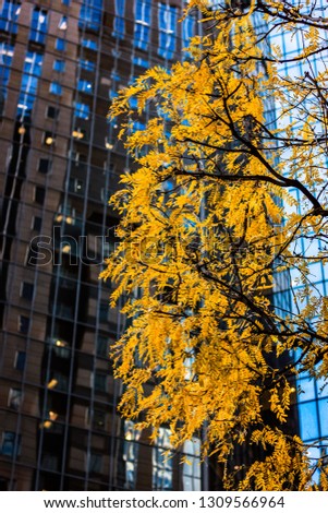 Yellow leaves in Downtown Pittsburgh