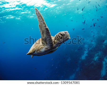 Sea Turtle in wildlife. Blue Background. Caribbean Coral Reef life.