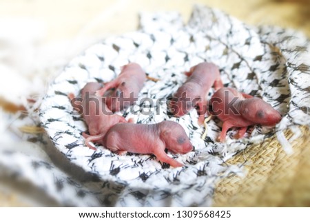 Baby mouse or little newborn rats sleep in rat nest on fabric or silk cloth in the house.