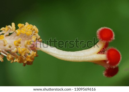 pistil and stamen of hibiscus close-up with a large depth of field