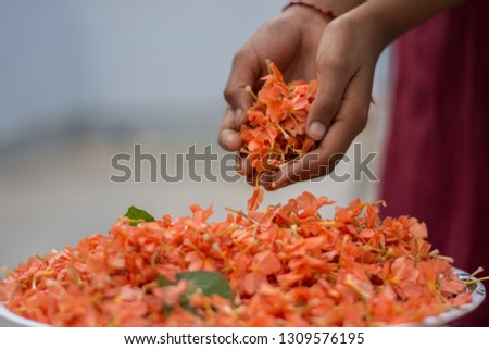 Orange Firecracker flower - Crossandra infundibuliformis - Hand of young girl pouring flowers - concept gives blessing