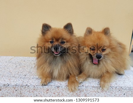 Two cute and lively brown Pomeranian dogs lie on the marble chair. Nice picture for dog lovers.