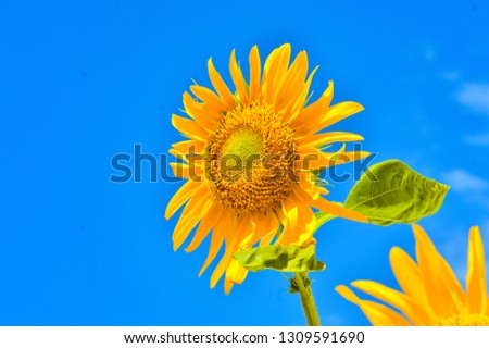 natural beauty of sunflower