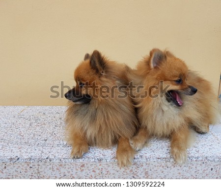 Two cute brown Pomeranian dogs lie on the marble chair and turn face to opposite side. Nice picture for dog lovers.