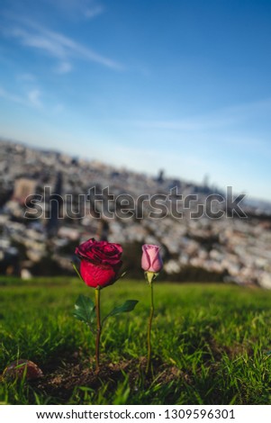 Great photo of San Francisco from Bernal Heights looking at the new towers and skyline within the city. Blue skies nice roses both red and pink in some of the shots with beautiful foreground 