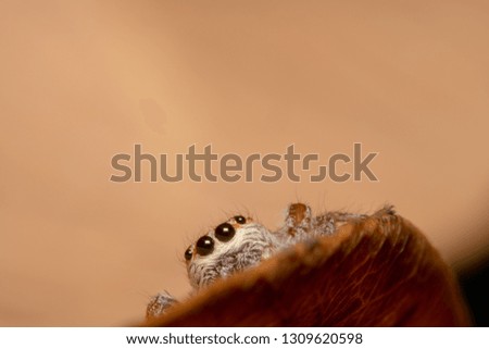 Light brown orange hair jumping spider sitting on an orange curved leaf, big eyes and looking at the camera curiously half of the body is hidden
