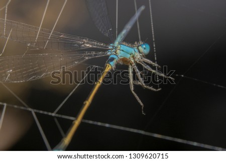 Blue Damselfly with an orange tail is stuck in spider webs. Damselfly almost looks like a puppet getting stuck in the webs Royalty-Free Stock Photo #1309620715