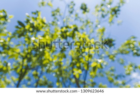 Blurred of tree branch and green leaves with blue sky backgrounds or textures.	