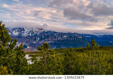 Winter scene with pine trees in the foreground and mountains in the background.