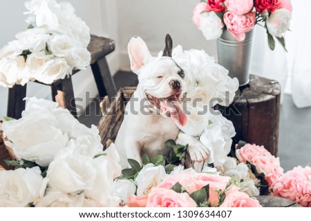 Adorable Frechies dog (French Bulldog) sitting on roses background