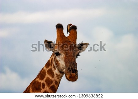 giraffe and bufaga animal on the kruger south africa