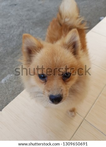 Young brown Pomeranian is looking at a camera. This picture is suit for dog lover, making background/wallpaper.