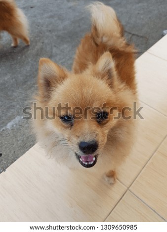 Young brown Pomeranian is smiling and looking at a camera. This picture is suit for dog lover, making background/wallpaper.