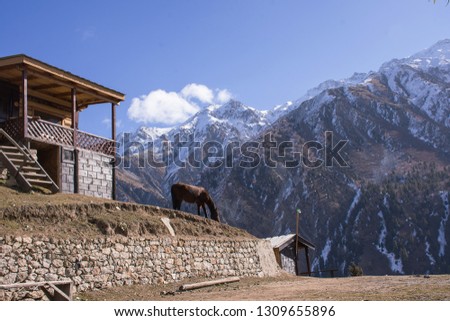 Horse standing eating grass at"fairy meadow"The grasslands on the high mountains in northern Pakistan in front of wooden cottage with snowcaped mountains backdrop.scenery on autumn season.
