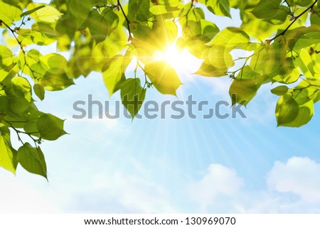 Green leaves Royalty-Free Stock Photo #130969070