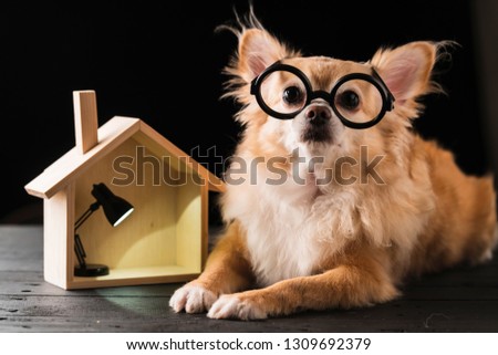 brown chihuahua dog glasses with house model with lamp bulb black background