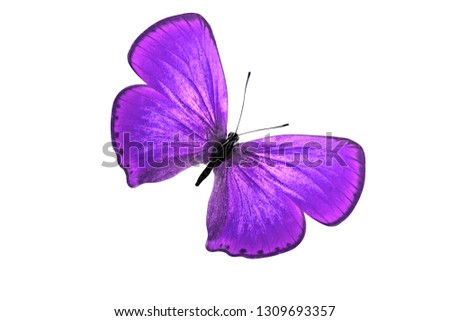purple butterfly. isolated on white background