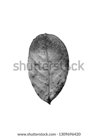 Dry leaf pattern isolated on white background, jackfruit leaf