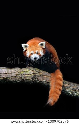 Red panda (Ailurus fulgens) isolated on black background. Endangered animal living in the eastern Himalayas and southwestern China. 