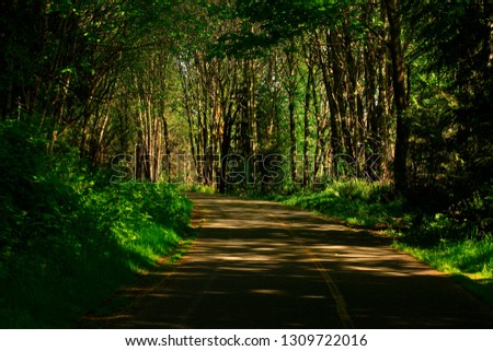 a picture of an exterior Pacific Northwest forest Multi use path