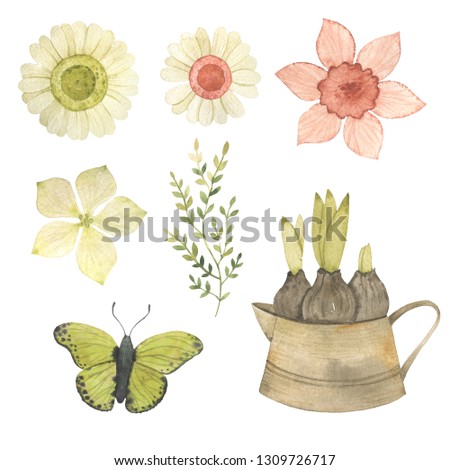 Watercolor flower chamomile, narcissus, hyacinth. Butterfly. Spring or summer design for invitation, wedding or greeting cards