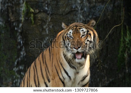 Bengal tiger with waterfall background.