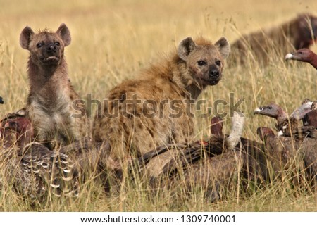 spotted hyena in savanna
